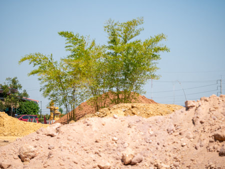 Bamboo thrives amidst construction debris showcasing resilience in an urban landscape.