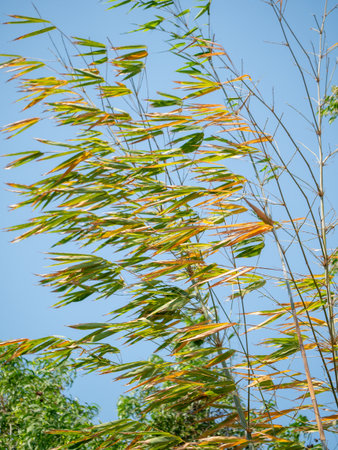 A serene close-up of vibrant bamboo leaves swaying gently in a calm atmosphere.の写真素材