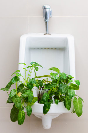 Discover how urban gardening transforms a unique space with plants in a urinal.の写真素材
