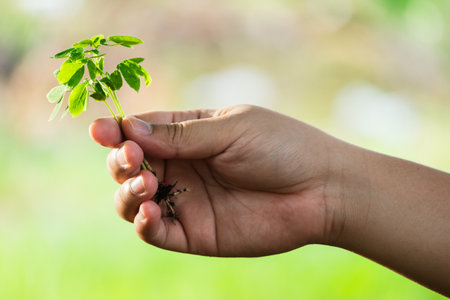 A child's hand gently holds a young plant symbolizing hope and environmental stewardship in nature.の写真素材