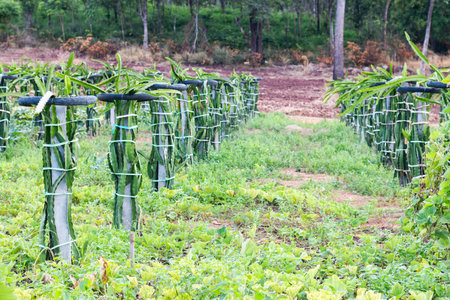 Explore the cultivation of dragon fruit in a lush tropical landscape showcasing agricultural techniques.の写真素材