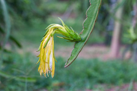 A stunning cactus flower in bloom showcasing nature's beauty in a serene desert garden.の写真素材
