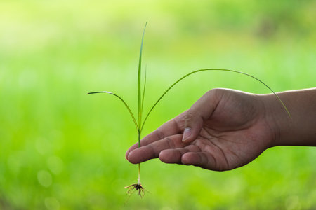 A hand gently holds a fresh sprout highlighting nature's growth and the beauty of new beginnings.の写真素材