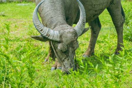 A water buffalo grazes peacefully in a vibrant green field showcasing the beauty of rural life.の写真素材