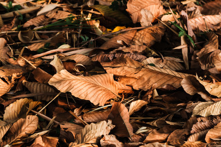 Explore the serene beauty of autumn leaves scattered the forest floor showcasing nature's vibrant colors.の写真素材