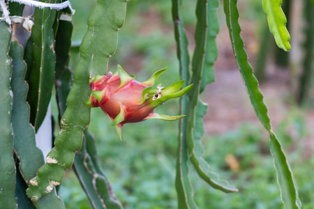 Explore the vibrant beauty of dragon fruit growing in a lush tropical garden.の写真素材