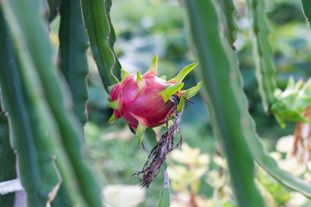 Explore the vibrant world of dragon fruit in a tropical garden showcasing its unique beauty.の写真素材