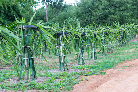 Explore innovative methods for cultivating dragon fruit in lush tropical landscapes.の写真素材