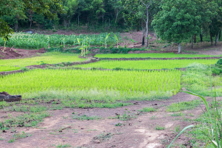 Explore the beauty of vibrant green rice fields in a serene rural setting showcasing agricultural tranquility.の写真素材