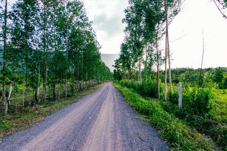 A serene gravel road surrounded by lush trees invites exploration in a peaceful countryside setting.の写真素材