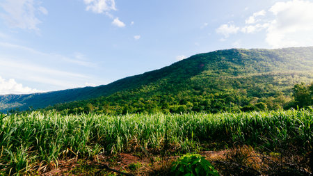 Explore the beauty of lush sugarcane fields set against a majestic mountainous backdrop.の写真素材