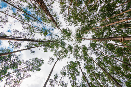 Explore the serene beauty of eucalyptus trees stretching skyward inviting a peaceful moment in nature.の写真素材