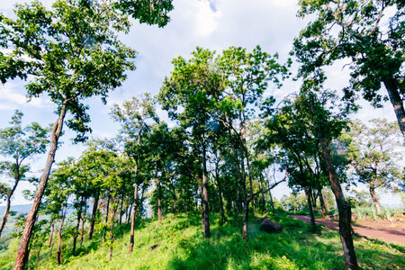 Explore a serene forest with vibrant greenery and a tranquil atmosphere.の写真素材