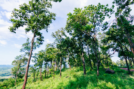 A journey through lush green forests showcasing the beauty of nature in serene hills.の写真素材