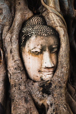 A serene Buddha head emerges from the roots of a tree showcasing nature's embrace of history.の写真素材