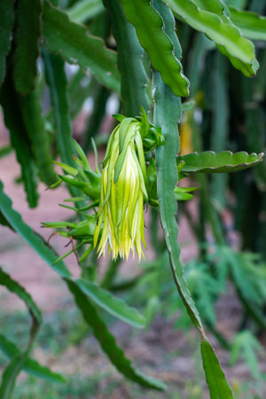 Explore the vibrant bloom of a dragon fruit plant in a lush tropical garden.の写真素材