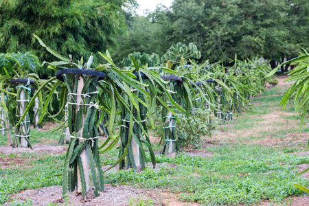 Explore innovative dragon fruit farming techniques in a lush tropical setting showcasing growth and sustainability.の写真素材