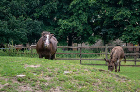 A horse and donkey grazing in the field of a farm.