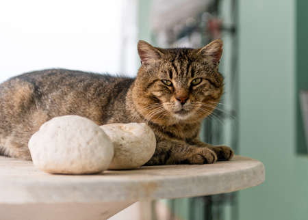 A wild matured cat making himself comfortable on a table.の写真素材