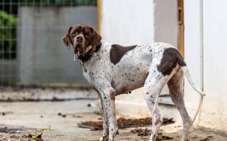 A large Boxer dog roaming freely outdoors.の写真素材