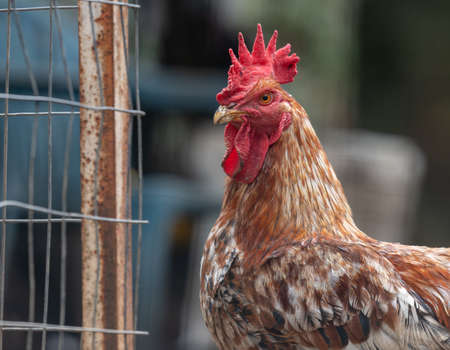 Close up of a cockerel in a village farmyard.
