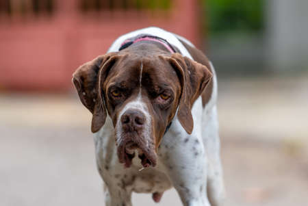 Close up of a large Boxer dog.の写真素材