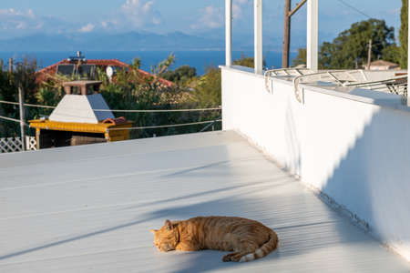 A cat sleeping on a hot sunny roof with a vantage view.の写真素材