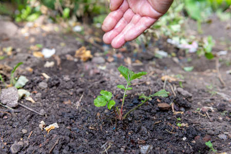 A person hand watering a recently planted sapling.