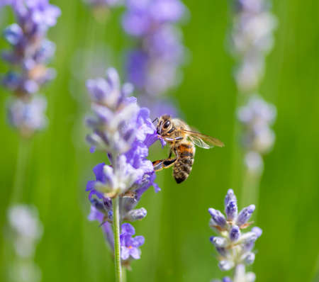Macro close up of a bee pollenating a flower.