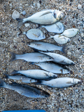 freshly caught assortment of sea breams and grey mullets on the beach.の写真素材