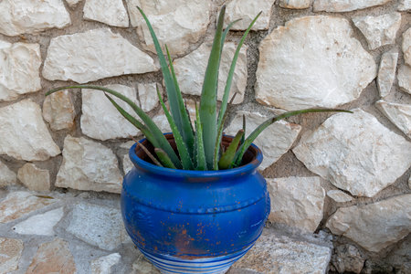 An Aloe Vera plant growing in a blue pot in a garden.の写真素材