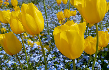 Beautiful yellow tulips growing amongst a bed of smaller flowers.の写真素材