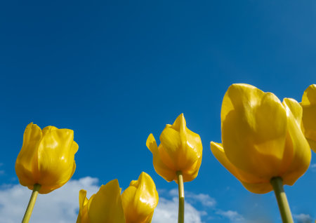 Yellow tulips with a blue sky background.の写真素材