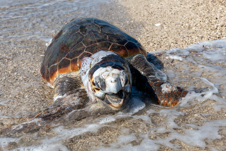 A dead, bloated Loggerhead turtle washed up on a beach.の写真素材