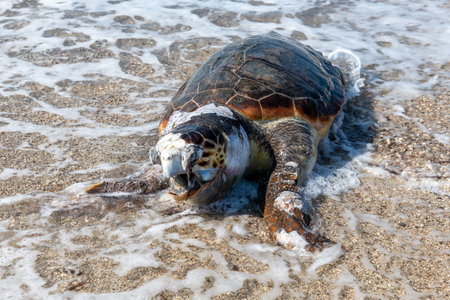 A dead, bloated Loggerhead turtle washed up on a beach.の写真素材