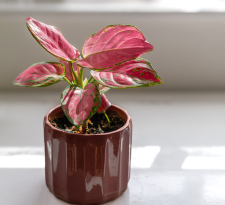 A potted indoor plant, Chinese Evergreen, or Aglaonema in a ceramic pot.の写真素材