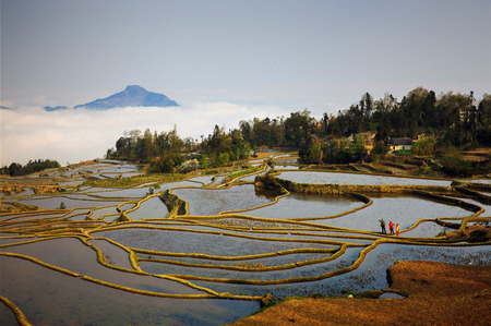 Terraced fields in Yuanyang, Yunnanの写真素材