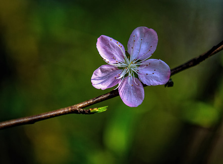 peach blossomの写真素材