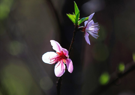 peach blossomの写真素材