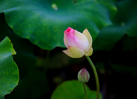 Lotus blossoming openの写真素材