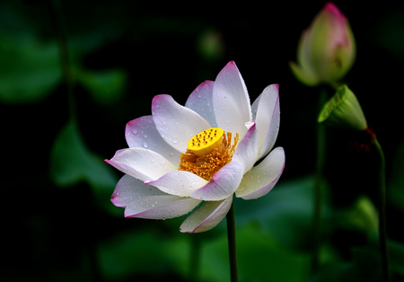 Lotus blossoming openの写真素材