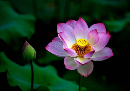Lotus blossoming の写真素材
