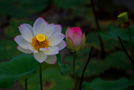 Lotus blossoming の写真素材