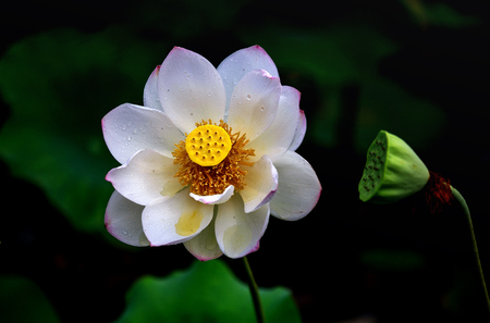 Summer flowers の写真素材