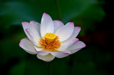 Summer flowers の写真素材