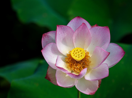 Summer flowers の写真素材