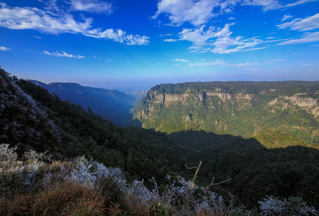 Daming mountain Cedarの写真素材