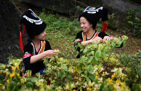 Girls dressed in traditional costume picking teaのeditorial素材