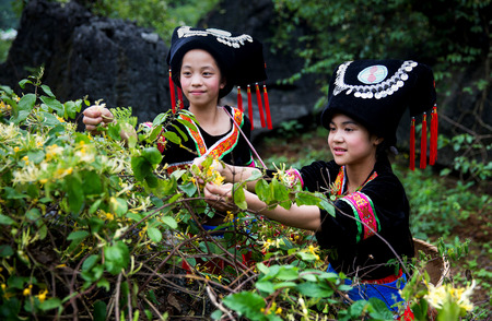 Girls dressed in traditional costume picking teaのeditorial素材