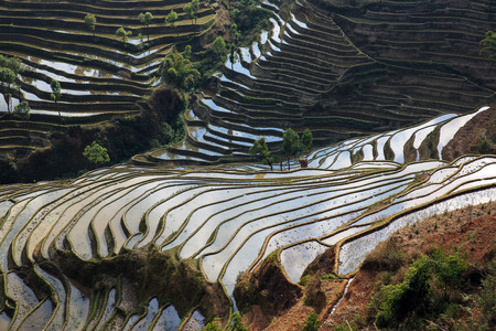 View of terracesの写真素材